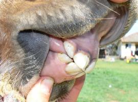 Decidous Incisors of a Yearling