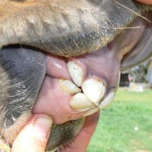 Decidous Incisors of a Yearling